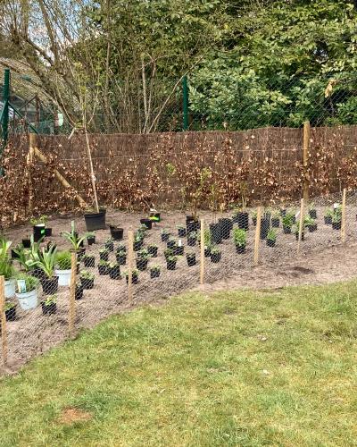 Plantation parterre, arbres et arbustes